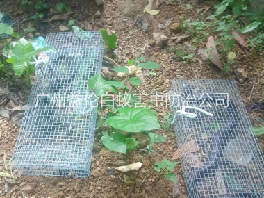 竹料上门驱蛇防蛇工程